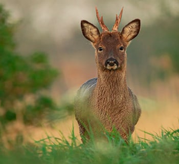 Deer in field